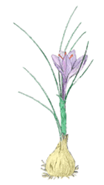 Cultivo De Azafran Crocus Sativus Y Usos